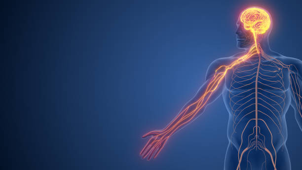 hand functions governed by somatic nervous system - plant root system - fotografias e filmes do acervo