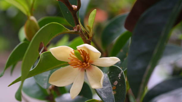 Magnolia laevifolia - One Green World
