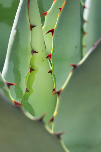 Parry's agave cactus, Agave parryi, filling the frame in a summer garden.