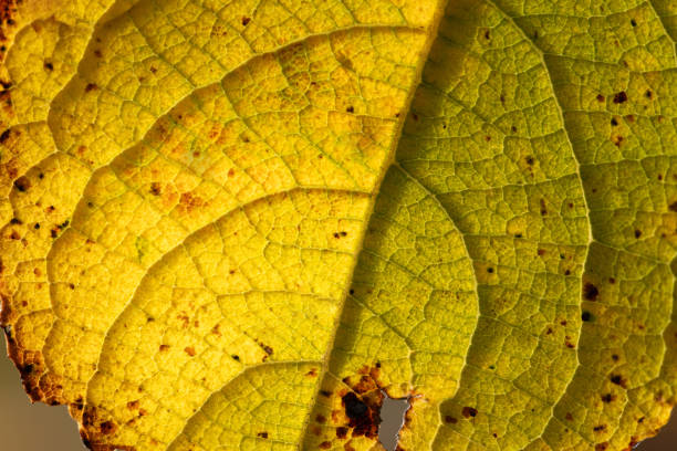 Background and texture of a leaf that has turned yellow in the fall. The sun shines through the leaf from behind.