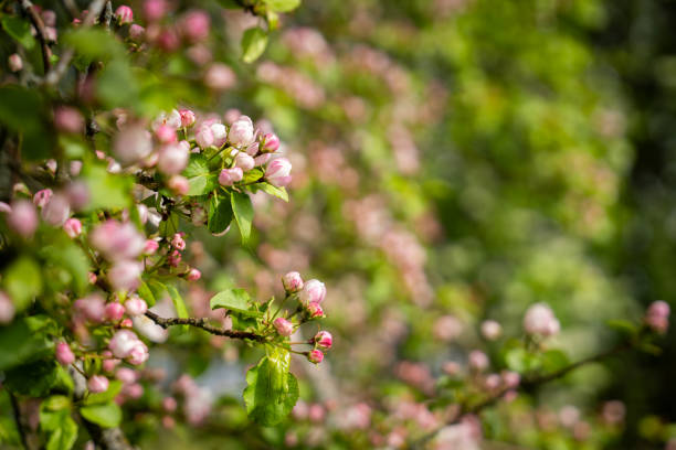 Apple (Malus domestica) blossom in spring on the beach meadow. Flowers background on an apple tree branch. Blurred background. Wallpaper. Selective focus.