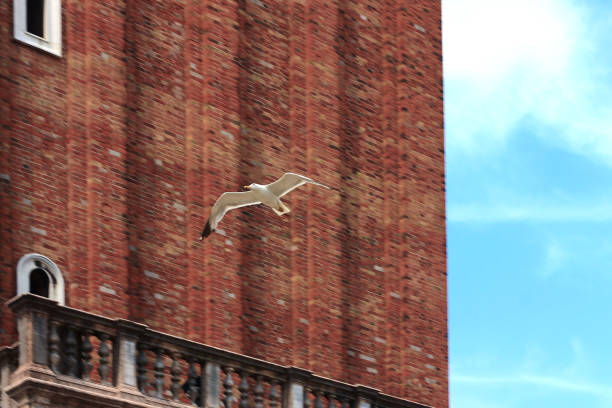 A graceful seagull glides effortlessly in front of a beautifully textured red brick wall beneath a clear blue sky, Venice, Italy
