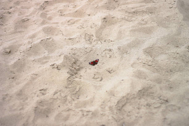 A vibrant and colorful butterfly gently resting on the soft, white sand, embodying the exquisite beauty of nature