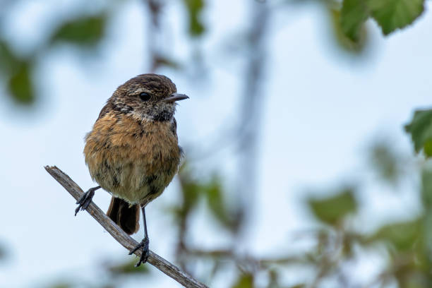 istock Stonechat (Saxicola rubicola), Found in Open Grasslands and Coastal Areas Across Europe 2188562084