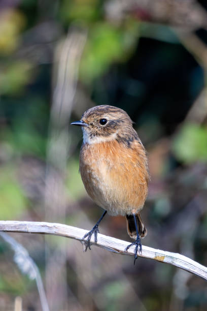 istock Stonechat (Saxicola rubicola), Found in Open Grasslands and Coastal Areas Across Europe 2188562207
