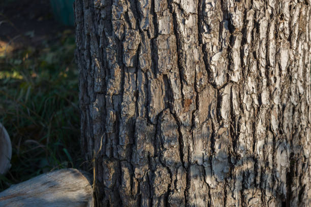 Detailed image of tree bark, showing its rough, textured surface.  Deep furrows and cracks are visible, highlighting the natural aging process of the wood.  The bark's color ranges from dark brown to light gray.