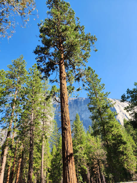 Redwood Tree in Yosemite California