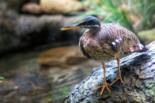 istock Sunbittern (Eurypyga helias), Found in Tropical Forests and Wetlands Across Central and South America 2188564765