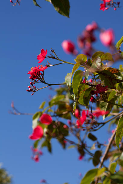 A close up shot of a Peregrina Flower and pods on a blurry background. Taken in Kauai, Hawaii, during the day.