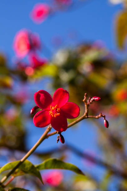 A close up shot of a Peregrina Flower and pods on a blurry background. Taken in Kauai, Hawaii, during the day.