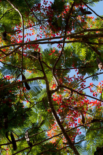 istock Golden Shower Flowers amongst Tropical Leaves 2188564887