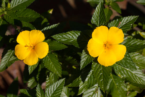 A close up shot of two Yellow Adler flowers on a green background. Taken in Kauai, Hawaii, during the day.