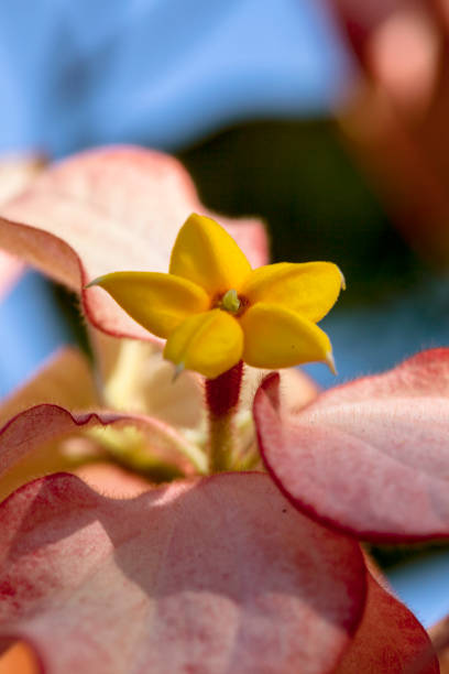 A close up shot of a Mussaenda flower bathing in sunlight. Taken in Kauai, Hawaii, during the day.
