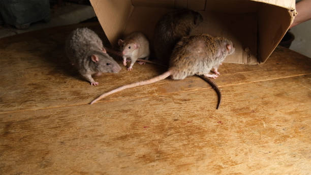 istock Gray rats in a cardboard box. 2188564934