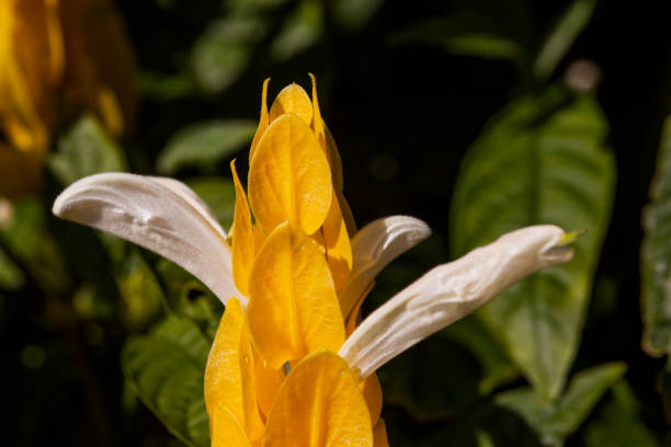 A close up shot of a blooming Pachystachys on a green background. Taken in Kauai, Hawaii, during the day.