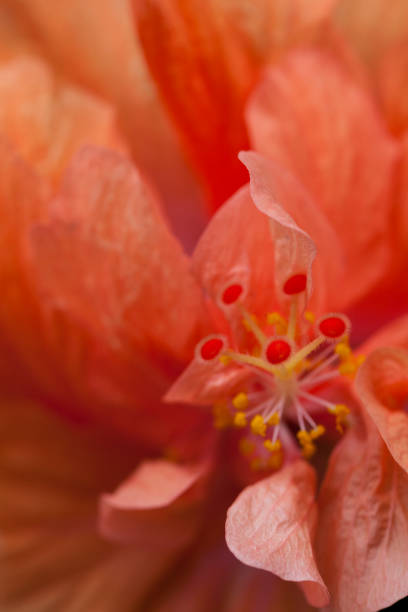 istock Red Orchid Extreme Close up 2188565067
