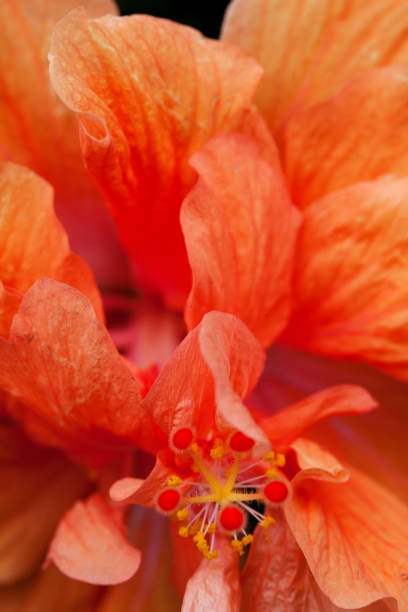 istock Red Orchid Extreme Close up 2188565070
