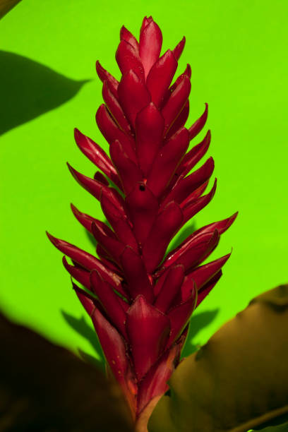 A close up shot of a red ginger flower on a green background. Taken in Kauai, Hawaii, during the day.