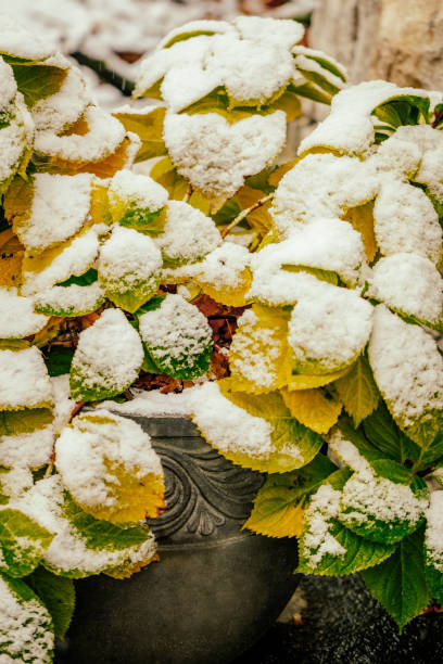 istock Flowers in the garden 2188565914