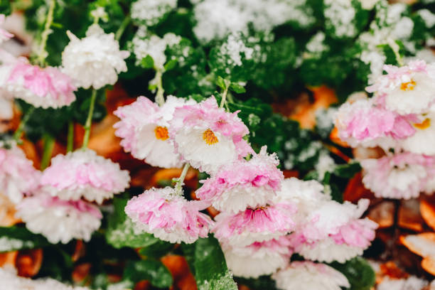 Flowers in the garden