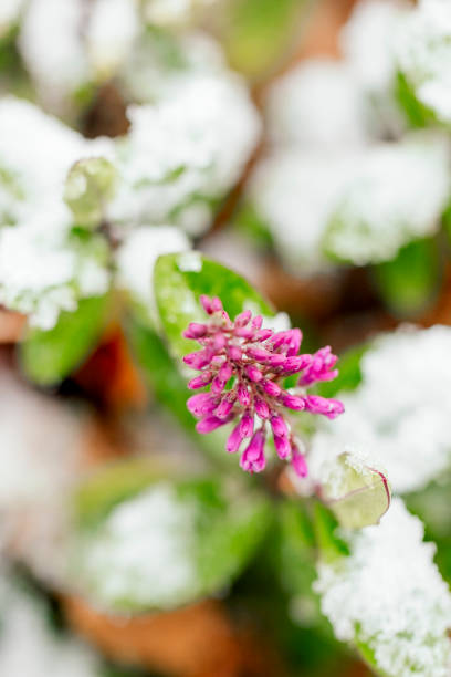 istock Flowers in the garden 2188565944