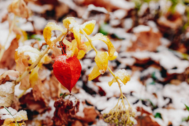 Flowers in the garden