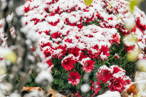 Flowers in the garden