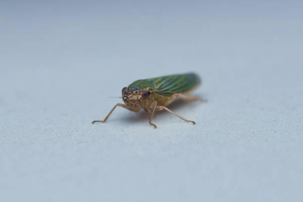 Macro photography, Cicadella viridis, the green leafhopper, Mahe, Seychelles