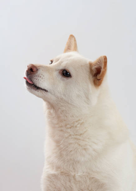 Cute dog with tongue out