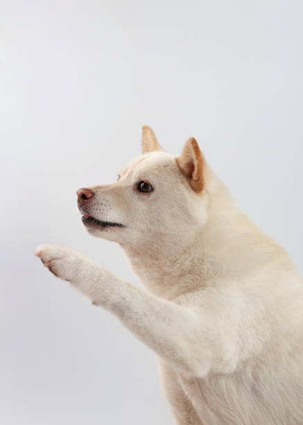 white cuty dog as family best friend