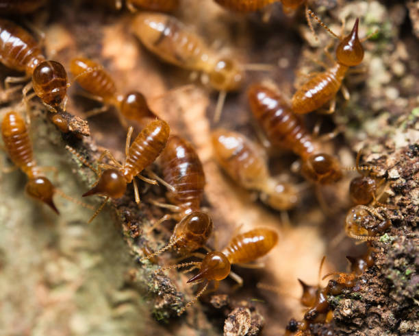 istock Micro photography of Termites inside the termite mound 2188567918