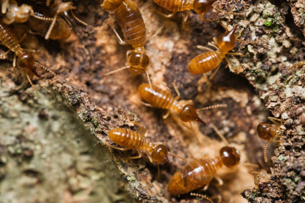 istock Micro photography of Termites inside the termite mound 2188567922
