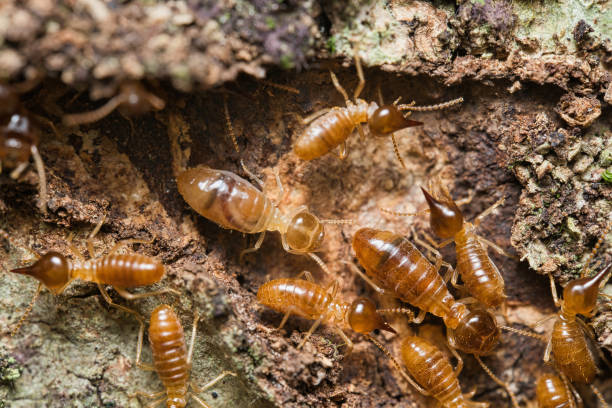 istock Micro photography of Termites inside the termite mound 2188567965