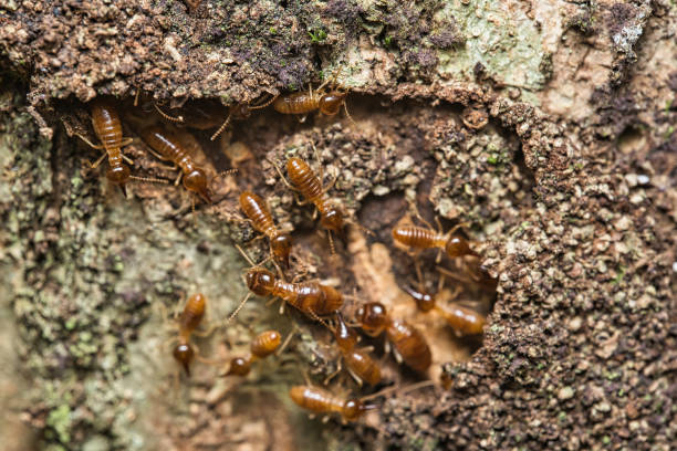 istock Micro photography of Termites inside the termite mound 2188567990