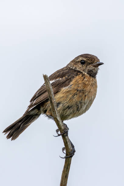 istock Stonechat (Saxicola rubicola), Found in Open Grasslands and Coastal Areas Across Europe 2188568435