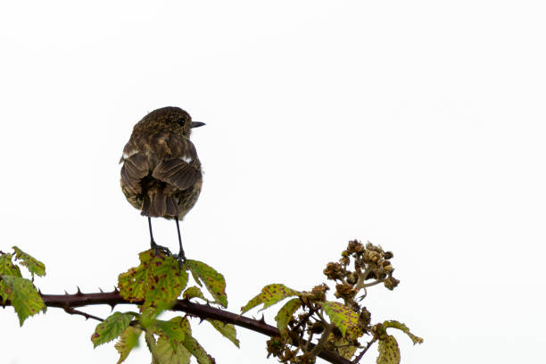 L 11,5-13cm.A widespread polytypic species in a great part of Europe.Breeds in open areas with low vegetation, often Heather and Gorse (England and Ireland).This is  a common Species in the Netherlands (most in dry Heathlands).