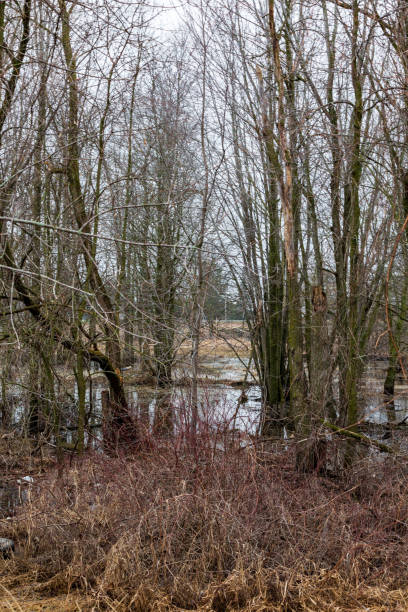 istock Serene Winter Forest With Bare Trees and Tranquil Waters 2188568915
