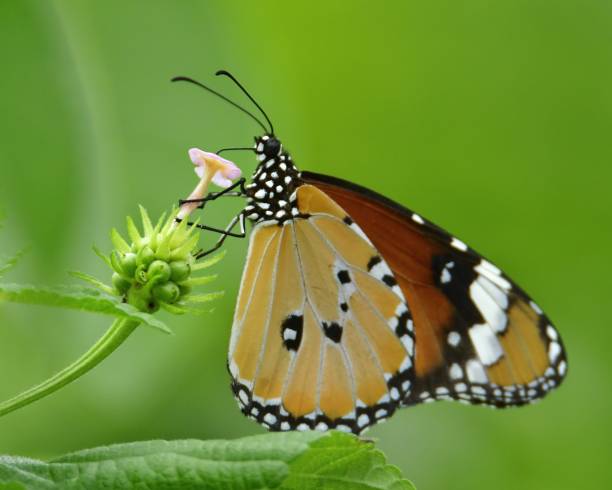 istock Tiger butterfly on wild flower 2188570325