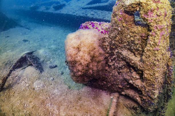 istock Soft coral growing on rusty shipwreck in muddy water 2188572201