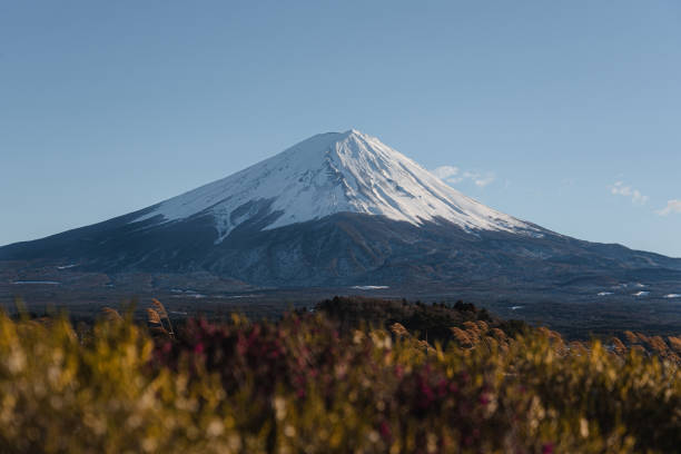 istock Mount Fuji behind the plants 2188574532