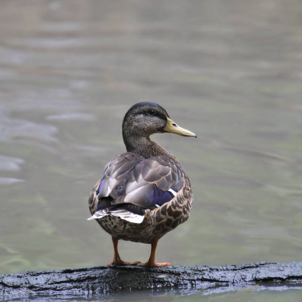 istock Mallard Duck (male) (anas platyfhynchos) looking back from it's perch on a half-submerged log 2188574776