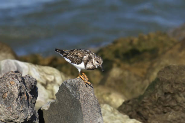 Ruddy Turnstone (nonbreeding) (arenaria interpres) foraging in some big rocks