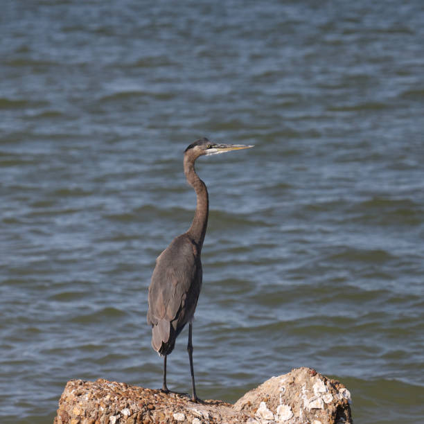 istock Great Blue Heron (ardea herodias) perched on a big rock beside the ocean 2188574864