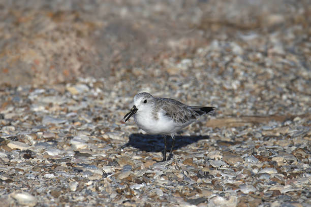 Sanderling (nonbreeding) (calidris alba) foraging on a beach of pebbles