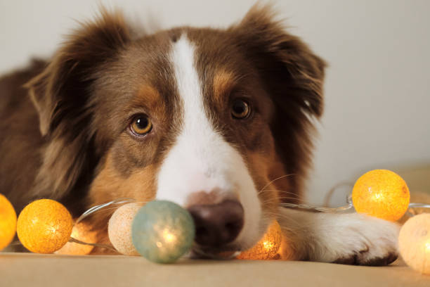 istock Pets celebrate New year and Christmas concept. Brown Australian Shepherd resting on sofa. A greeting card with a dog and garland. Close up portrait. 2188577894