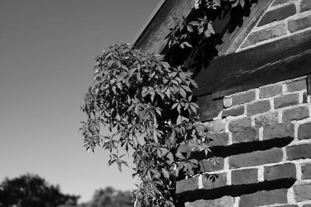 Leafy plant on a gray brick wall
