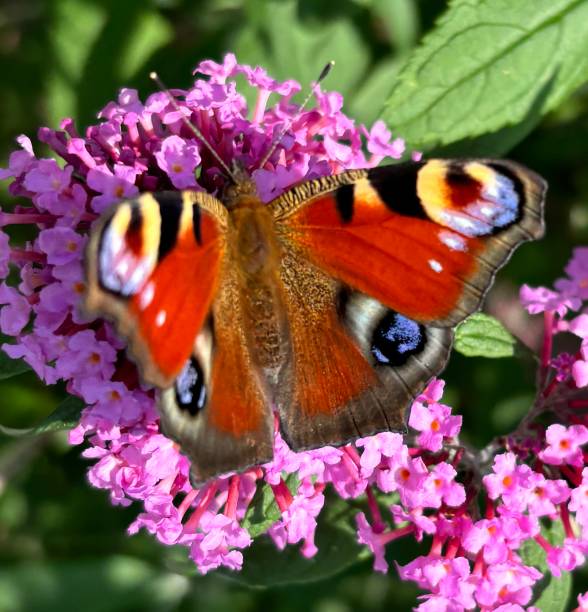 istock Beautyfull Butterfly 2188578599