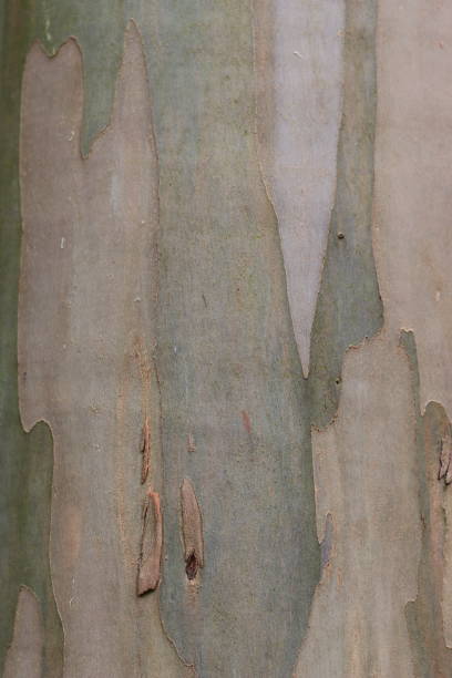 istock Close up of eucalyptus bark 2188579109