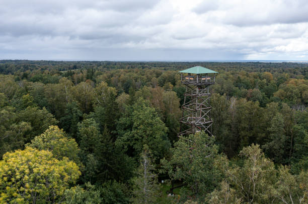 istock Elevated view of a wooden observation tower surrounded by dense forest under cloudy skies 2188580936