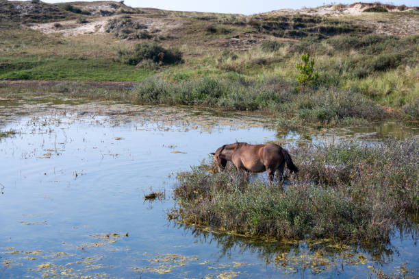 istock Wild horse at a small lake in a dune landscape 2188582273